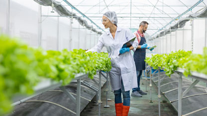 Greenhouse workers checking plants